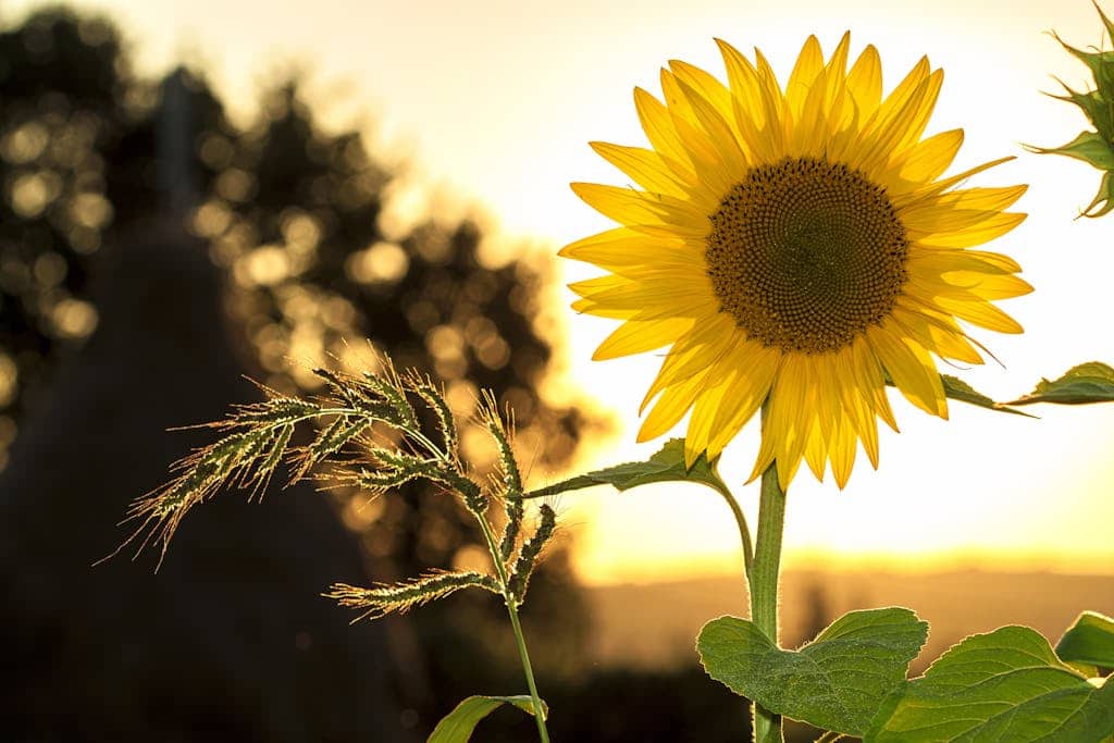 A sunflower backlit by the sun