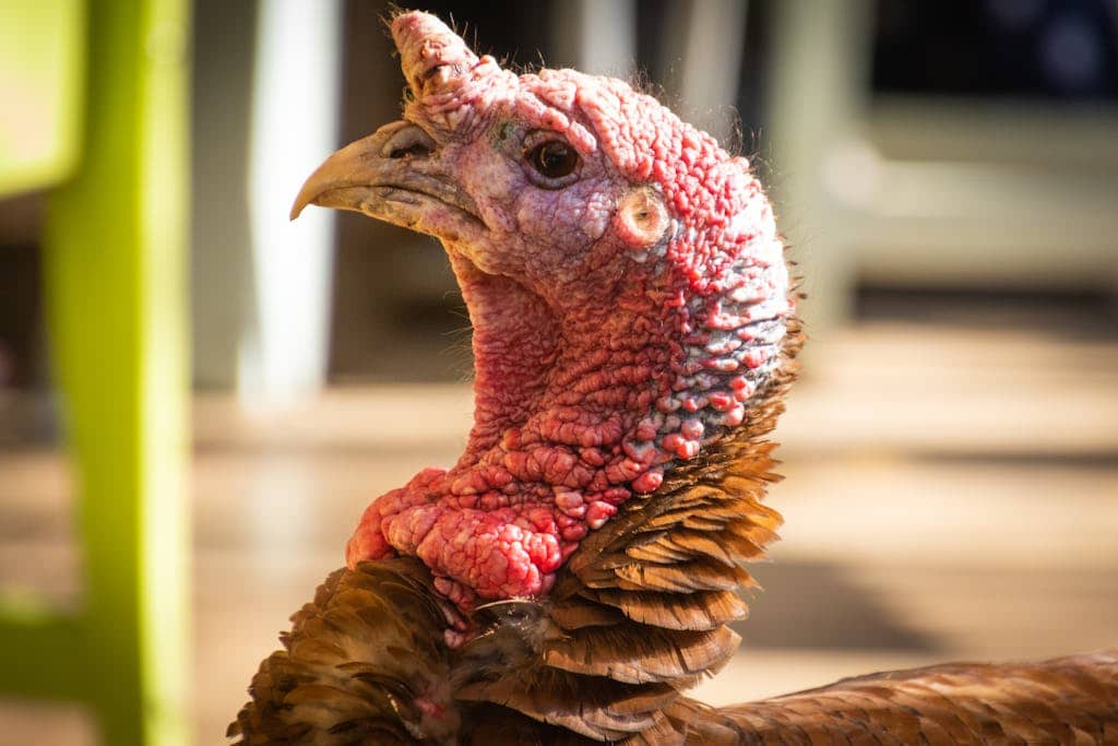 A turkey looking stressed